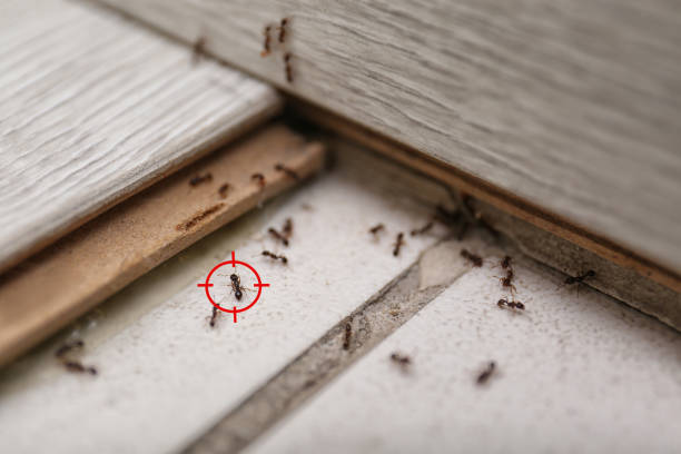 Best Residential Pest Control  in Shark River Hills, NJ